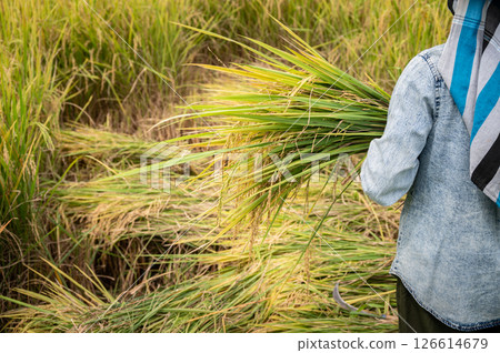 Rear view of local Thai farmer holding rice crops after harvesting. Agriculture is a key economic driver in Thailand. 126614679
