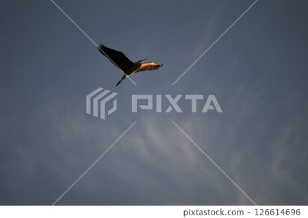 一隻大蒼鷺在天空飛翔（複製空間） 126614696