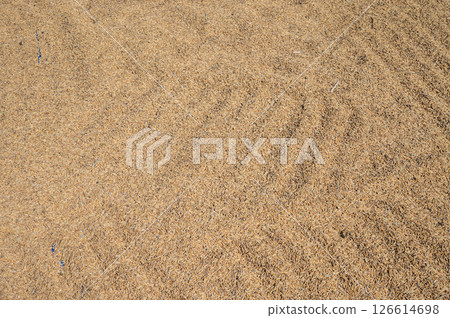 Full frame shot of rice paddy drying in the sun after harvesting. Full frame shot of rice paddy drying in the sun after harvesting. 126614698