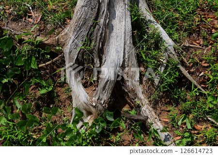 Root of trees 126614723
