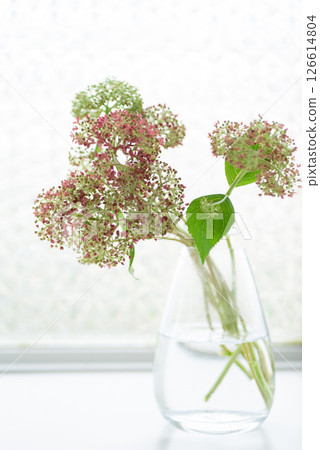 花瓶裡的粉紅安娜貝爾 [初夏] [雨季] 126614804