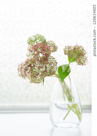 Pink Annabelle in a flower vase [Early Summer] [Rainy Season] 126614805