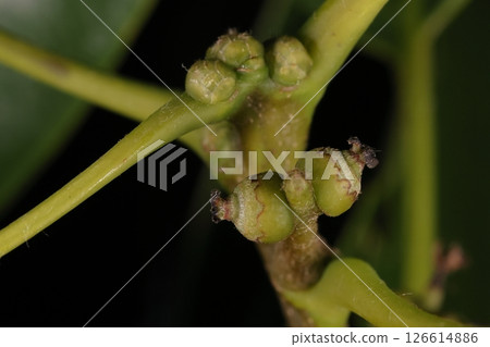 Nature Plants Quercus glauca, acorns in late May. The female flowers that bloomed around April have become like this. Nature Plants Quercus glauca, acorns in late May. The female flowers that bloomed around April have become like this. 126614886
