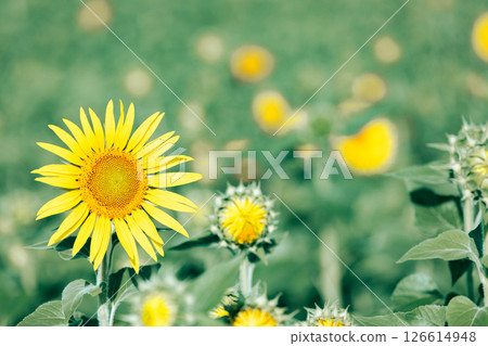 <安曇野> 路邊站阿爾卑斯山的向日葵 安曇野堀金之鄉 <安曇野> 路邊站阿爾卑斯山的向日葵 安曇野堀金之鄉 126614948