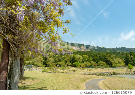 Wisteria trellis and fresh greenery at the park golf course in Inabe City Agricultural Park in early summer, Mie Prefecture 126615079