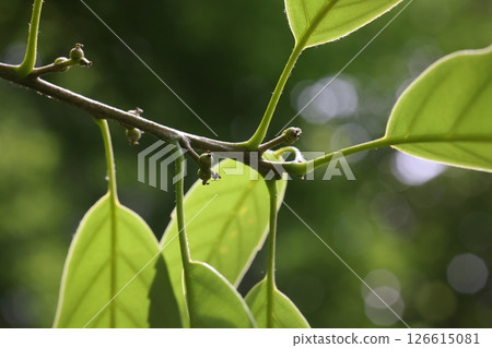 Nature, Plants, Quercus glauca, late May. Several acorns are attached to the flower stalks growing from the axils of young leaves. Nature, Plants, Quercus glauca, late May. Several acorns are attached to the flower stalks growing from the axils of young leaves. 126615081