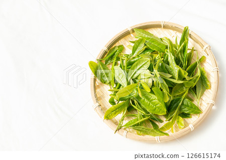 初夏發芽並採摘的第一批茶葉 126615174