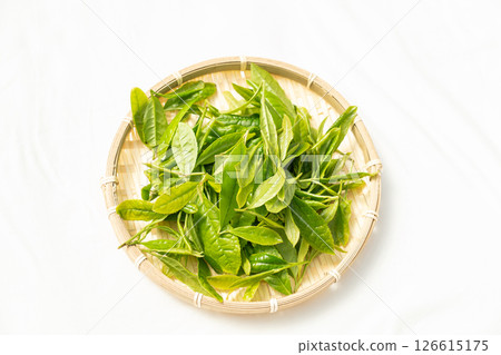 初夏發芽並採摘的第一批茶葉 初夏發芽並採摘的第一批茶葉 126615175