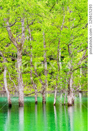 Submerged forest at Lake Shirakawa in Yamagata 126615293