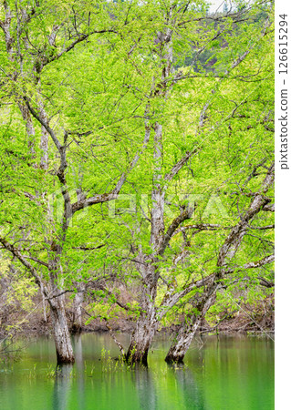 Submerged forest at Lake Shirakawa in Yamagata 126615294