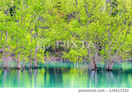 Submerged forest at Lake Shirakawa in Yamagata 126615302