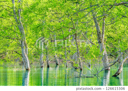 Submerged forest at Lake Shirakawa in Yamagata Submerged forest at Lake Shirakawa in Yamagata 126615306