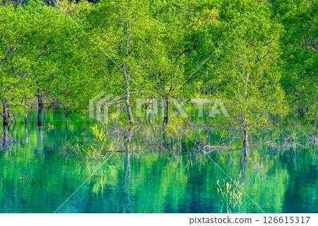 Submerged forest at Lake Shirakawa in Yamagata 126615317