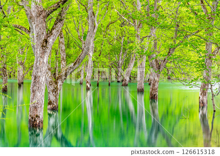 Submerged forest at Lake Shirakawa in Yamagata Submerged forest at Lake Shirakawa in Yamagata 126615318