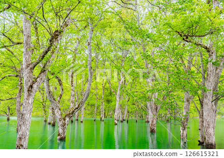 Submerged forest at Lake Shirakawa in Yamagata 126615321
