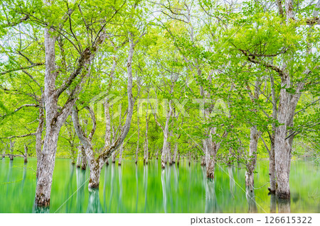 山形縣白河湖的水下森林 山形縣白河湖的水下森林 126615322