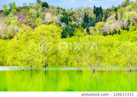 Submerged forest at Lake Shirakawa in Yamagata 126615331