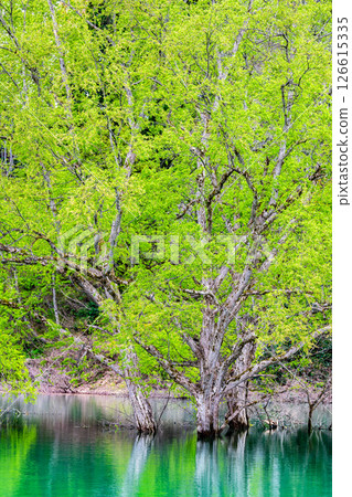 Submerged forest at Lake Shirakawa in Yamagata 126615335