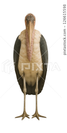 鸛鸛前線 126615598