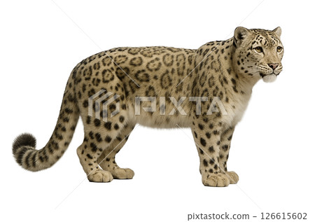 Snow leopard profile 126615602