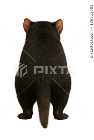 Tasmanian devil rear view 126615603