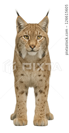 Lynx front 126615605