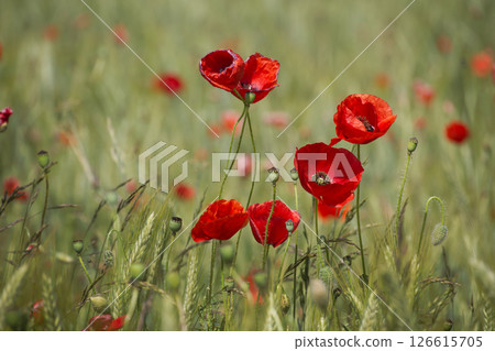 Vibrant red poppies blooming in a lush green field on a sunny day Vibrant red poppies blooming in a lush green field on a sunny day 126615705