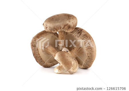 Three Fresh Shiitake Mushrooms on White Background Displaying Natural Texture and Detail 126615706