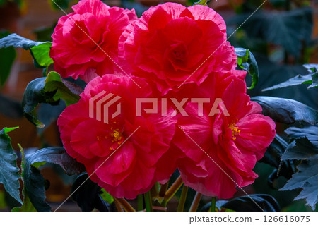 塊莖秋海棠 126616075