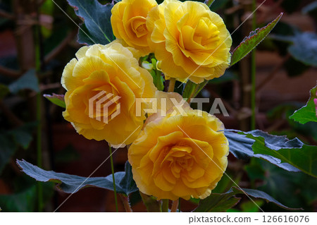 Ree Gas Begonia 126616076