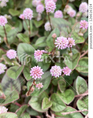 Pink confetti-like clusters of flowers, Japanese knotweed Pink confetti-like clusters of flowers, Japanese knotweed 126616154