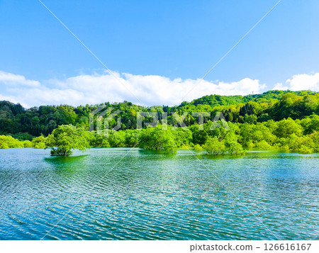 白川湖被淹沒的森林 126616167