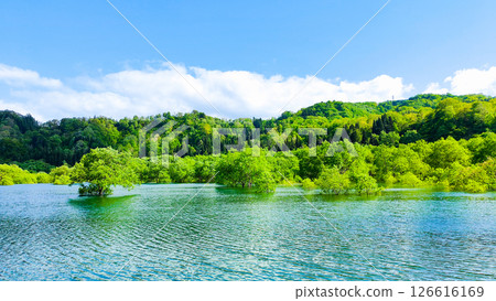 白川湖被淹沒的森林 126616169