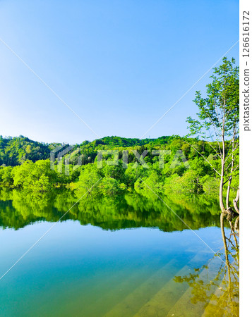 白川湖被淹沒的森林 白川湖被淹沒的森林 126616172