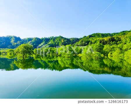 白川湖被淹沒的森林 126616173