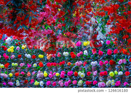 Flower garden 126616180