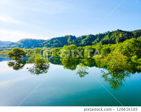 白川湖被淹沒的森林 126616185