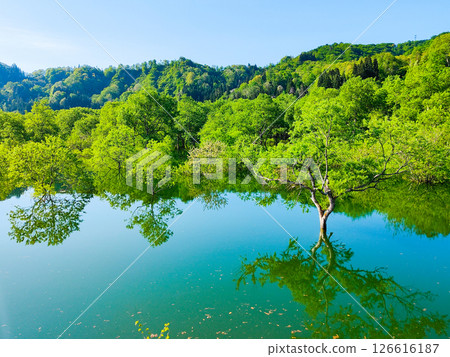 Submerged forest of Shirakawa lake Submerged forest of Shirakawa lake 126616187