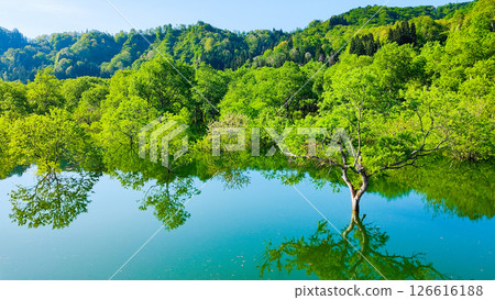 Submerged forest of Shirakawa lake Submerged forest of Shirakawa lake 126616188