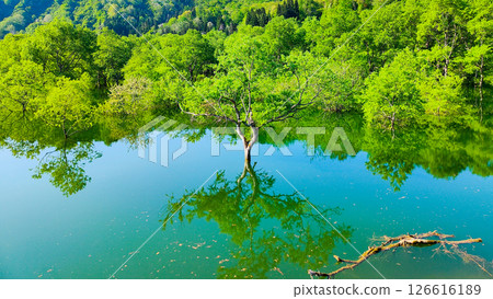 白川湖被淹沒的森林 126616189