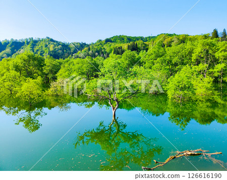 白川湖被淹沒的森林 126616190