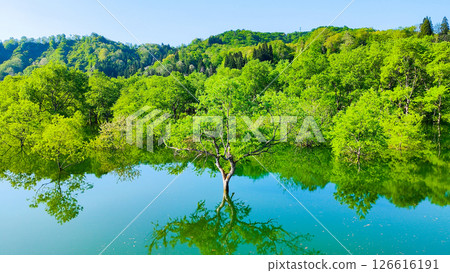 白川湖被淹沒的森林 126616191