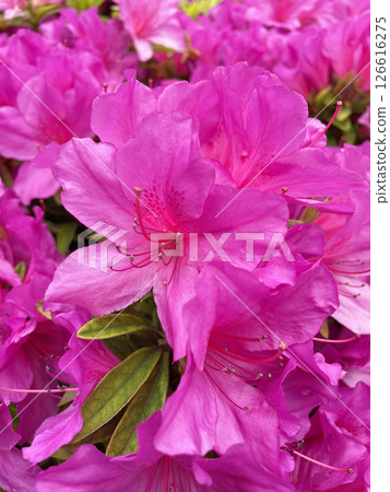Bright pink azalea Bright pink azalea 126616275