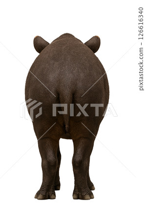 巴庫(背面) 巴庫(背面) 126616340