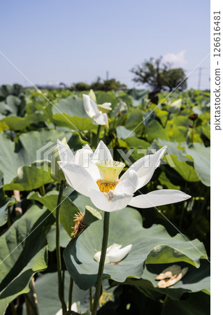 Scenery of the ancient lotus village in Kazo City, Saitama Prefecture 126616481