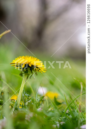 開花在春天公園的蒲公英 開花在春天公園的蒲公英 126616698