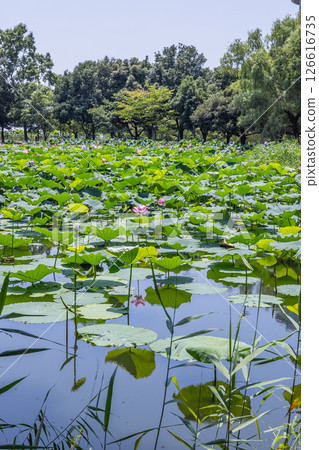 Scenery of the ancient lotus village in Kazo City, Saitama Prefecture 126616735