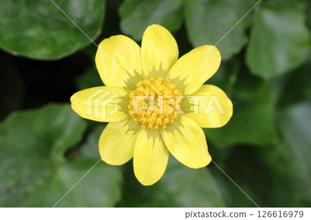 A single flower of the delicate petals of the marsh marigold gives a breath of early spring. A single flower of the delicate petals of the marsh marigold gives a breath of early spring. 126616979