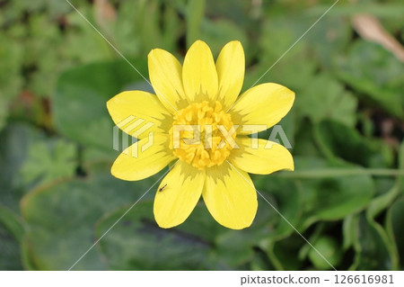 The marsh marigold heralds the arrival of spring, a tiny sparkle of life shining in the fields. The marsh marigold heralds the arrival of spring, a tiny sparkle of life shining in the fields. 126616981
