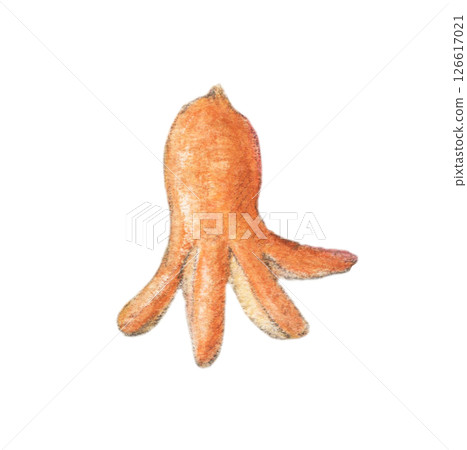 章魚香腸手繪插畫水彩 126617021